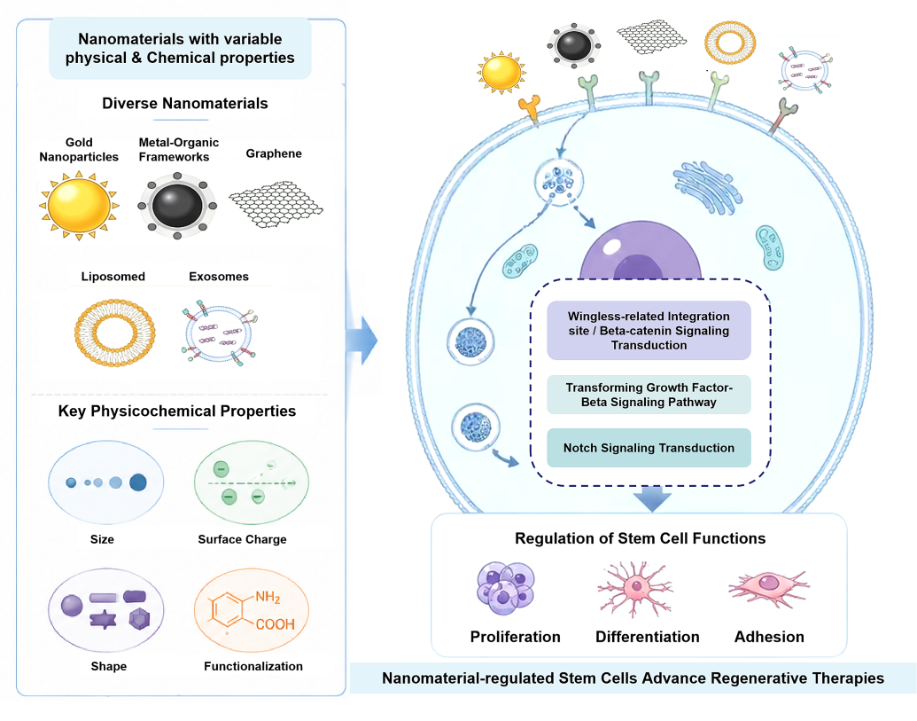 Graphical Abstract