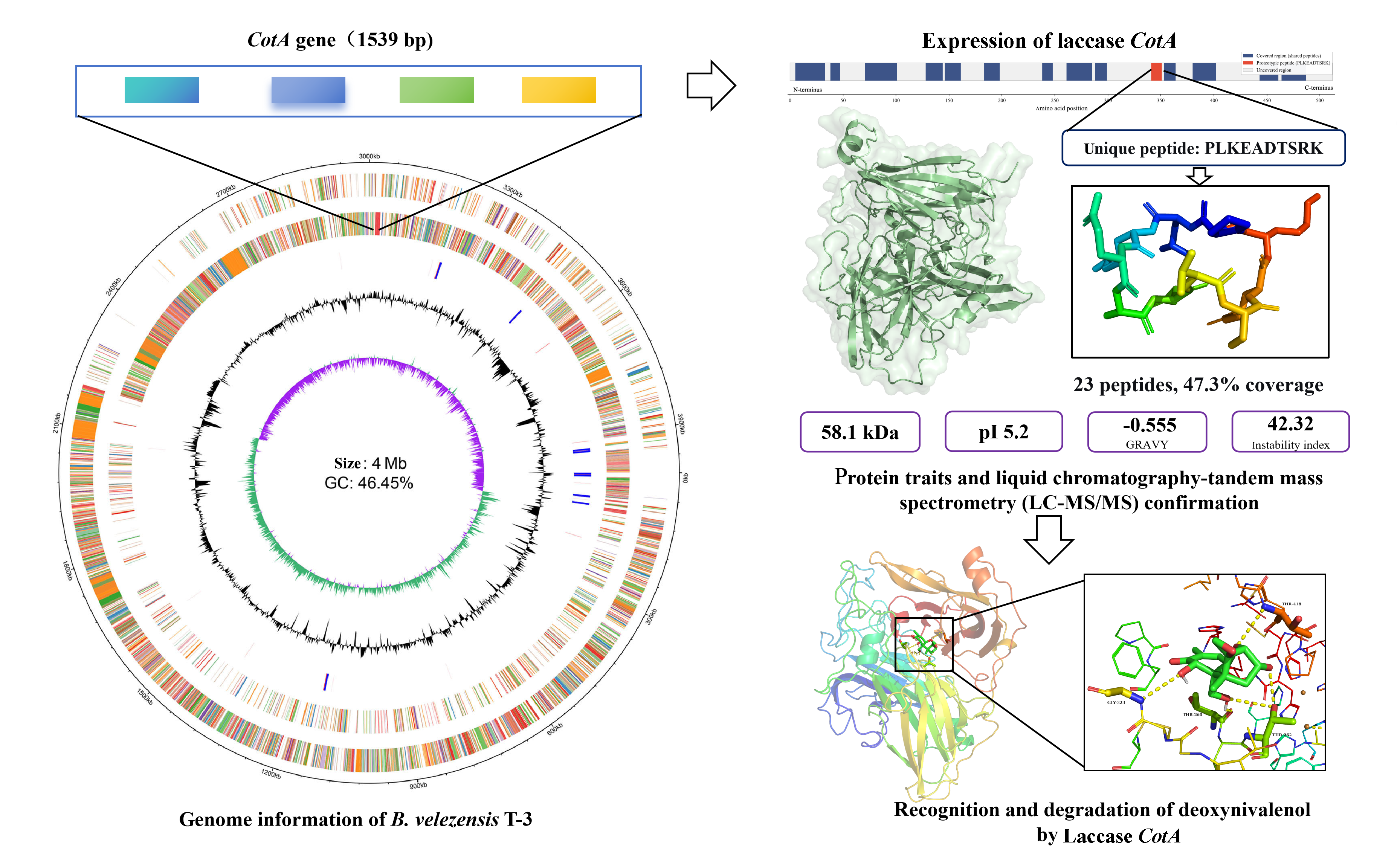 Graphical Abstract